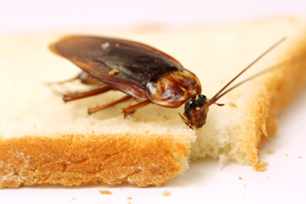 Cockroaches Pest Control Service in Ahmedabad, Gujarat, India