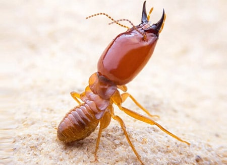 100% Effective Termite Treatment Pest Control in Ahmedabad, Vadodara, Rajkot, Surat, Gandhinagar