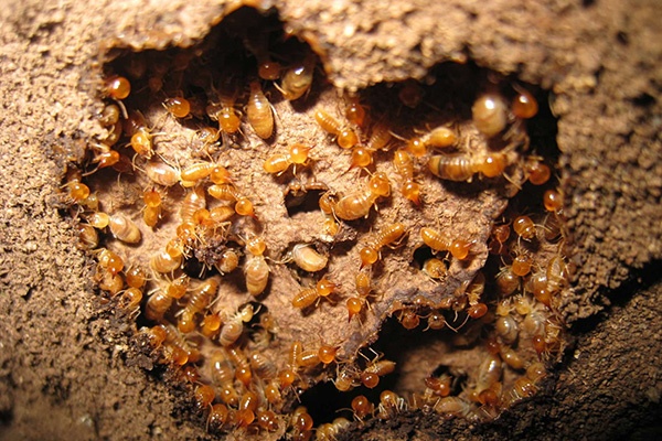 Termite Pest Control Services in Ahmedabad, Ankleshwar, Vadodara, Bharuch, Kadi, Kalol