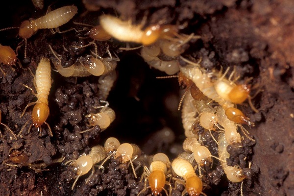 Termite Pest Control Services in Ahmedabad, Ankleshwar, Bhavnagar, Kadi, Kalol, Mumbai, Rajkot, Vapi