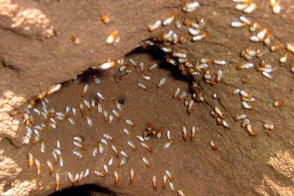 Termite Pest Control Services in Vadodara, Gandhinagar, Rajkot, Mahesana, Vapi, Surat