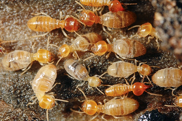 Termite Pest Control Services in Ahmedabad, Gujarat, India