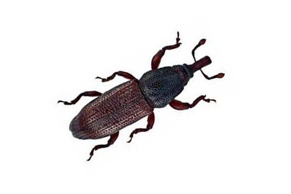 Best Borer Control Services in Ahmedabad, Gujarat, India