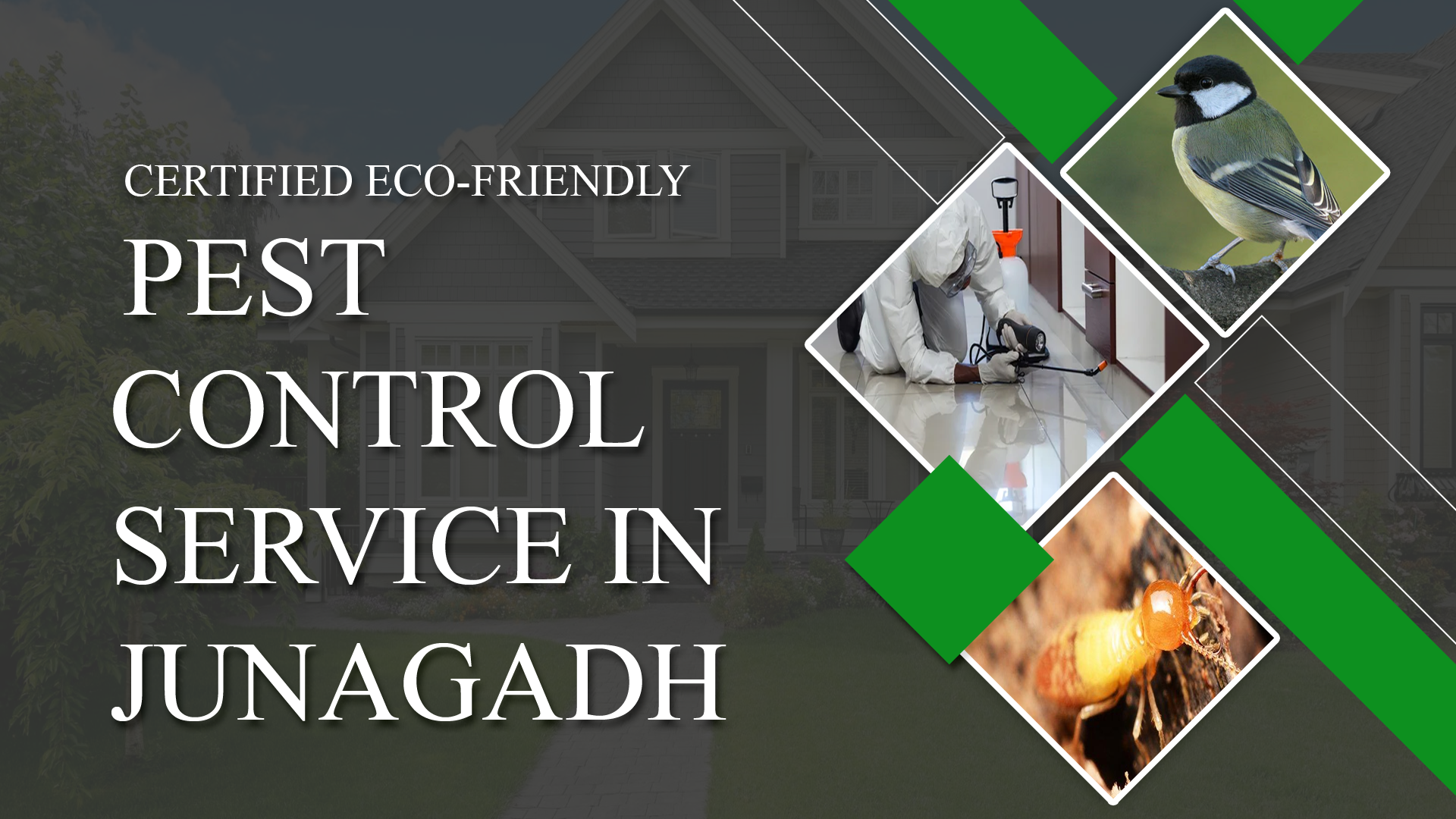 Pest Control Junagadh, Pest control service in Junagadh