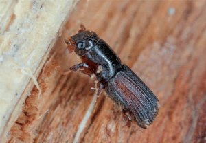 Wood Borer pest Control Service in Ahmedabad