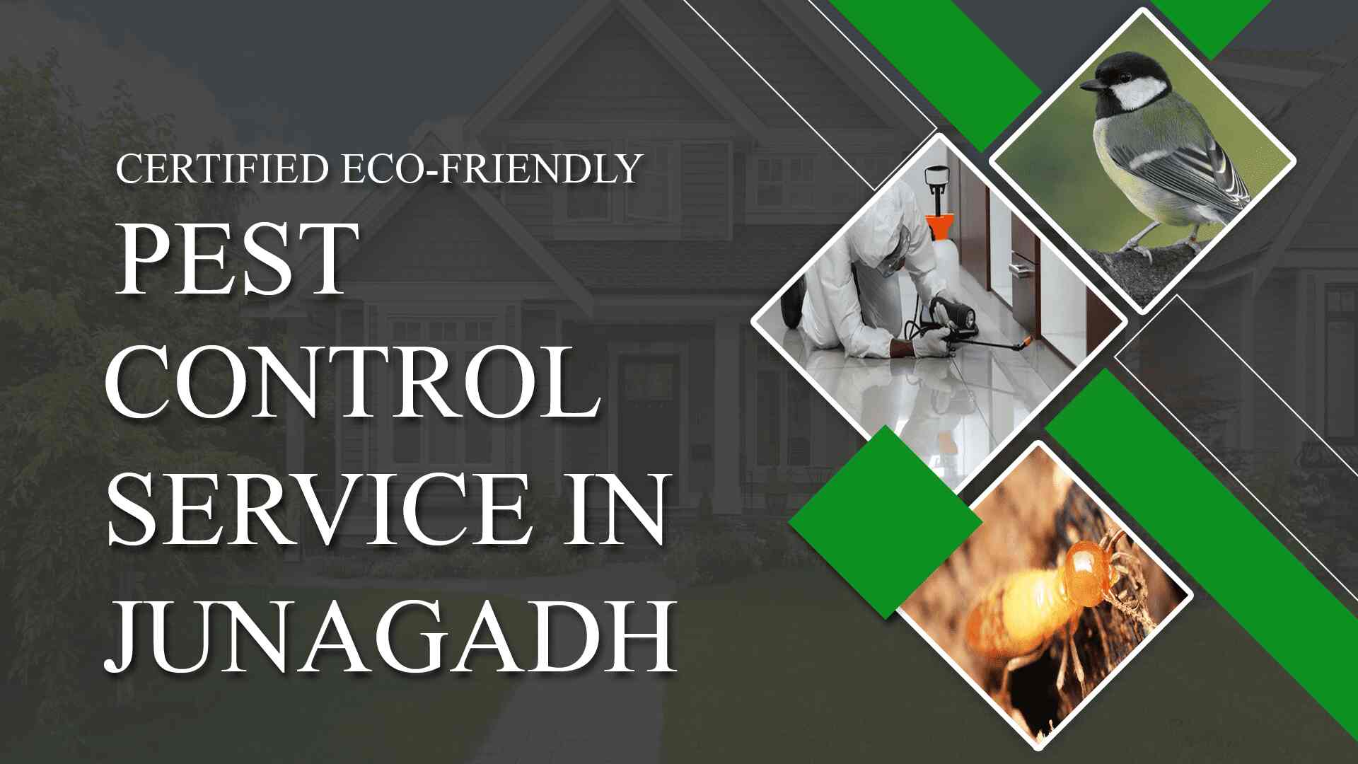 Best Pest Control Service in Junagadh